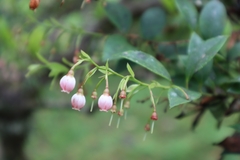 Vaccinium wrightii