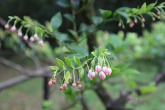 Vaccinium wrightii