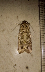 Spodoptera litura