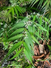 Pentasachme caudatum