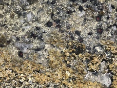 Echinometra lucunter