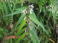 Pentasachme caudatum