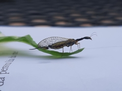 Dichrostigma flavipes