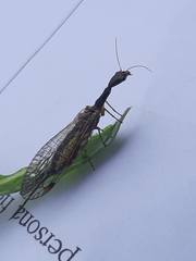 Dichrostigma flavipes