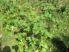 Arracacia rigida