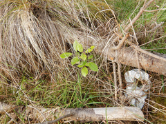Pseudopanax arboreus