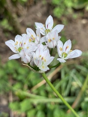 Allium trifoliatum