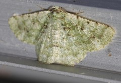 Aeolochroma hypochromaria