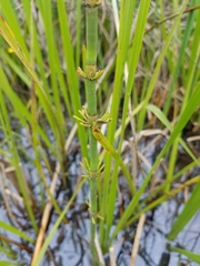 Equisetum fluviatile