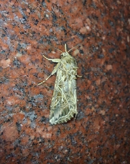 Spodoptera litura