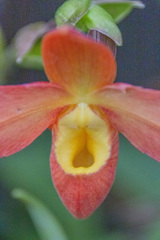Phragmipedium