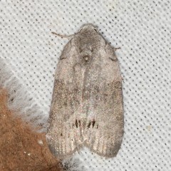 Polygrammate cadburyi