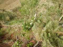 Pseudopanax arboreus