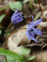 Scilla buekkensis