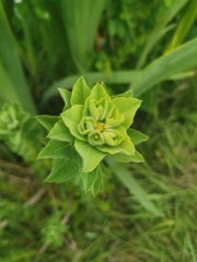 Euphorbia hirsuta