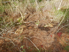 Pseudopanax arboreus