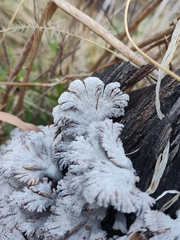 Schizophyllum commune