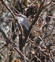 Scytalopus superciliaris
