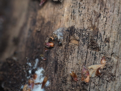 Lasius platythorax