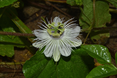 Passiflora moritziana