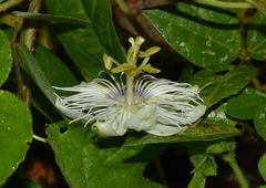 Passiflora moritziana