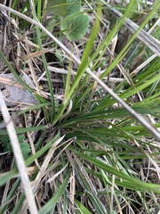 Carex ericetorum