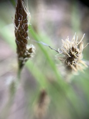 Carex ericetorum
