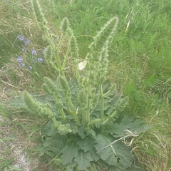 Salvia austriaca