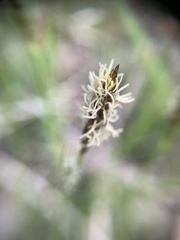 Carex ericetorum