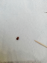 Cimex lectularius