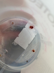 Cimex lectularius