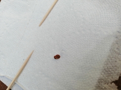 Cimex lectularius