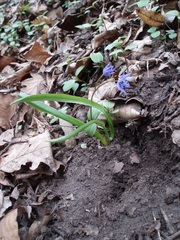 Scilla buekkensis