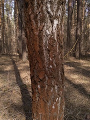 Trentepohlia umbrina