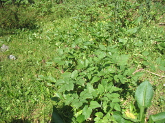 Arracacia rigida