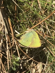 Callophrys rubi