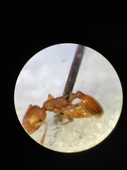 Temnothorax lichtensteini
