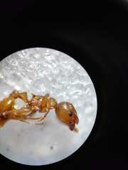 Temnothorax lichtensteini