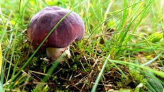 Butyriboletus