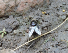 Copestylum mexicanum