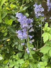 Hyacinthoides