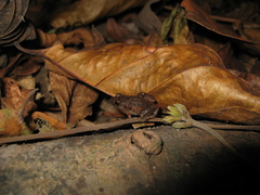Adenomera hylaedactyla