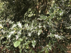 Ilex aquifolium