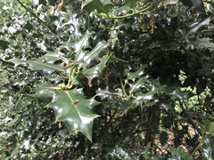 Ilex aquifolium