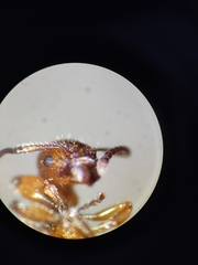 Myrmica scabrinodis