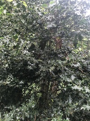 Ilex aquifolium