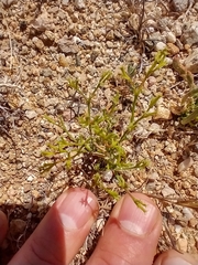 Chorizanthe brevicornu