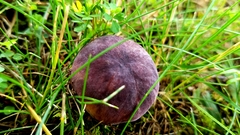 Butyriboletus