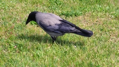 Corvus cornix