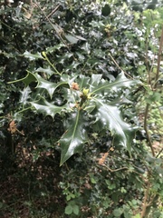 Ilex aquifolium